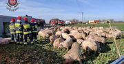 Niecodzienne obrazki z Gozdowa. Ciężarówka z trzodą wpadła do rowu