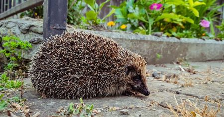 Dzikie zwierzęta w Lublinie bez pomocy. Dramatyczny apel mieszkańca