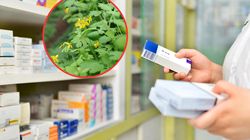 MZ wprowadza nowe regulacje. Popularna roślina znika z suplementów 