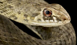 Plaga węży w Chorwacji. Są niebezpieczne i wyjątkowo duże