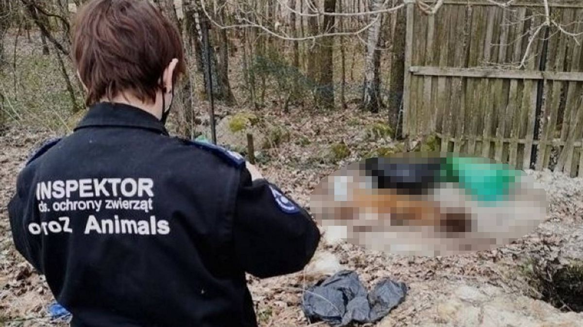 OTOZ Animals przeprowadziły interwencję hodowli na terenie gminy Kartuzy. 