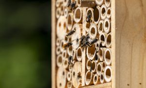Chcesz mieć więcej owoców? Zaproś do ogrodu pszczoły murarki