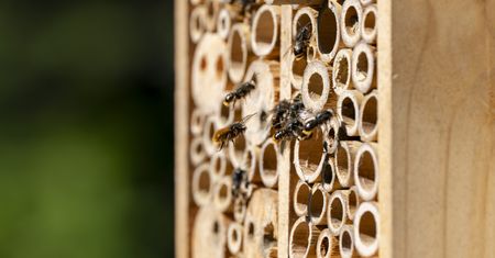 Chcesz mieć więcej owoców? Zaproś do ogrodu pszczoły murarki