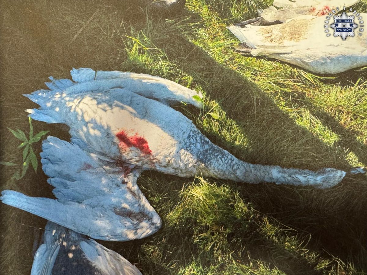 Nielegalny odstrzał łabędzi pod Namysłowem. Dwóm myśliwym grozi więzienie