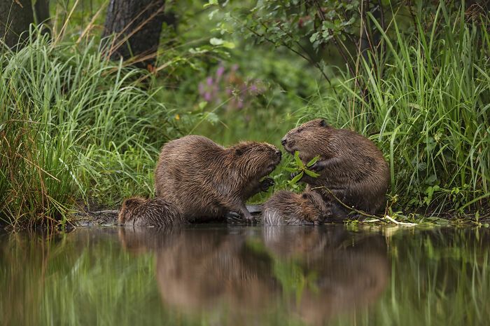 Wildlife Photographer of the Year 2021. Oto najlepsze zdjęcia według publiczności 10