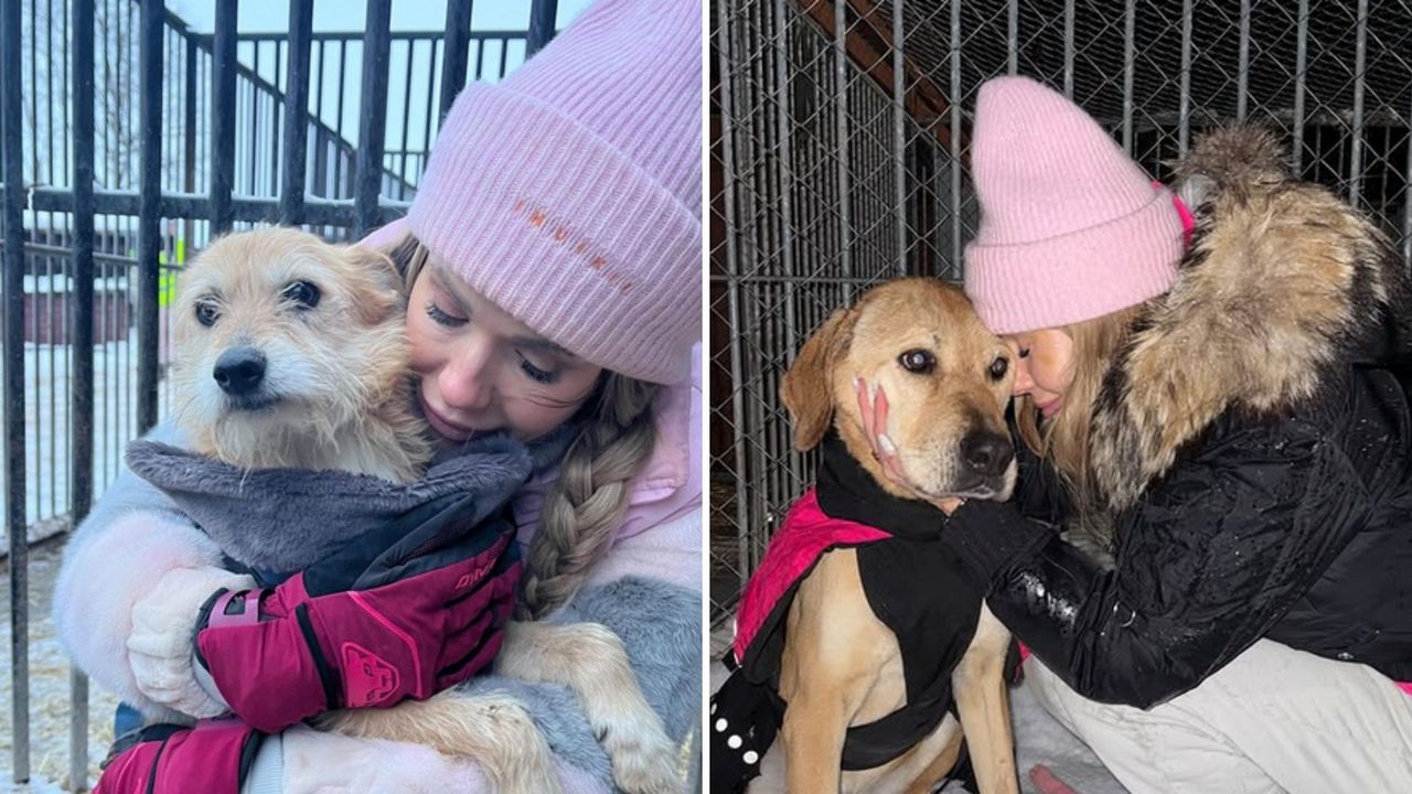 Pomoc Dody dla schronisk PODZIELIŁA POLSKĘ. Wyjaśniamy, o co chodzi w aferze