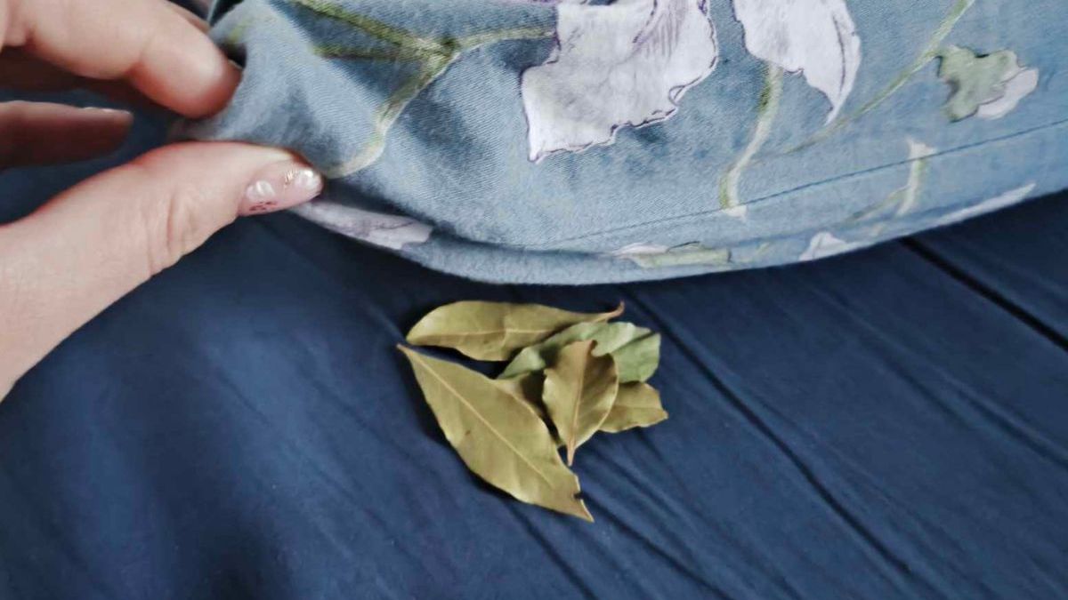 Liść laurowy pod poduszkę - Pyszności