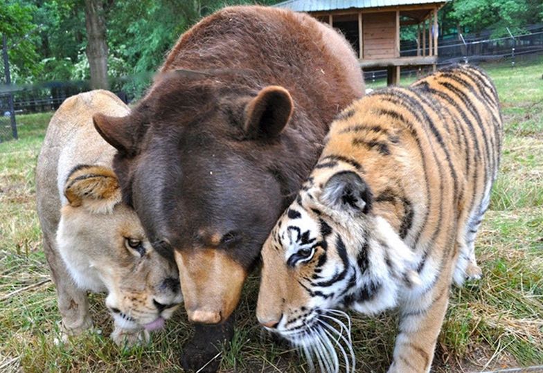 Nietypowa przyjaźń... niedźwiedzia, tygrysa i lwa