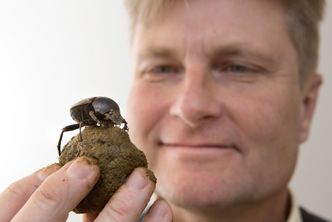 Żuk gnojarz kieruje się światłem Drogi Mlecznej