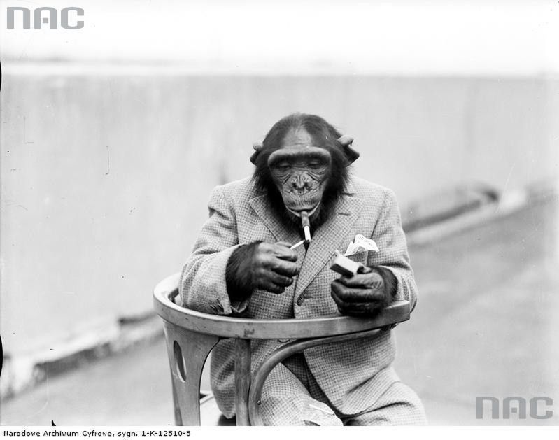 Warszawski humor: chciał udawać małpę w ZOO!
