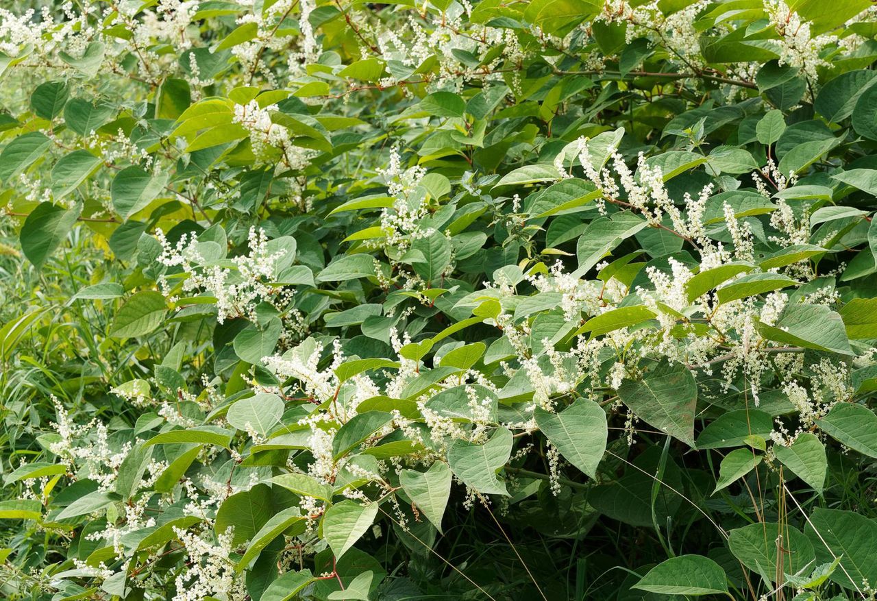 How to deal with Japanese knotweed