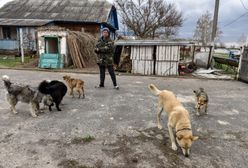 Do Polski trafiły psy z Ukrainy. Zwierzęta z ranami postrzałowymi