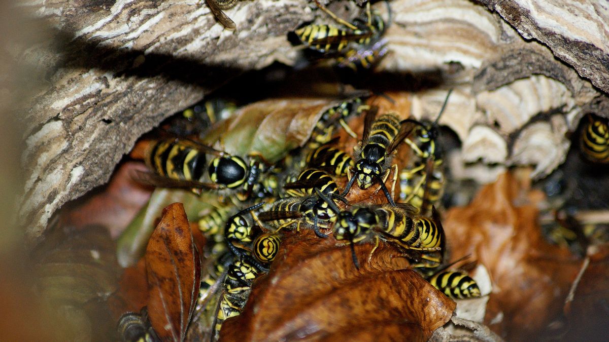 SONY DSC
osy, tygrys, zwierzak, owady, dzika, dzika natura, charakter, felino, ogród zoologiczny, ssak, drapieznik, futro, pas, glow, bengal, duzy, syberyjski