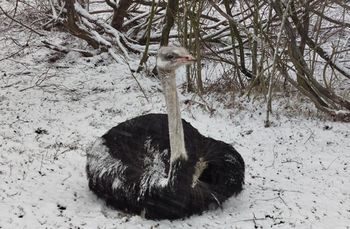 Bestialsko skatował strusia. Pierwszy tak surowy wyrok w Polsce