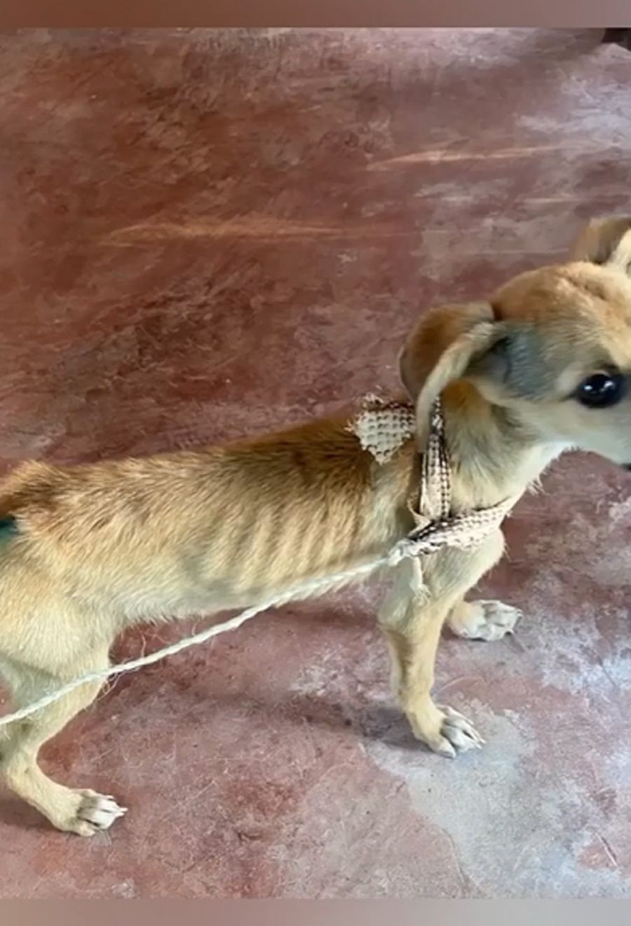 Joanna Opozda ratuje psy na Madagaskarze