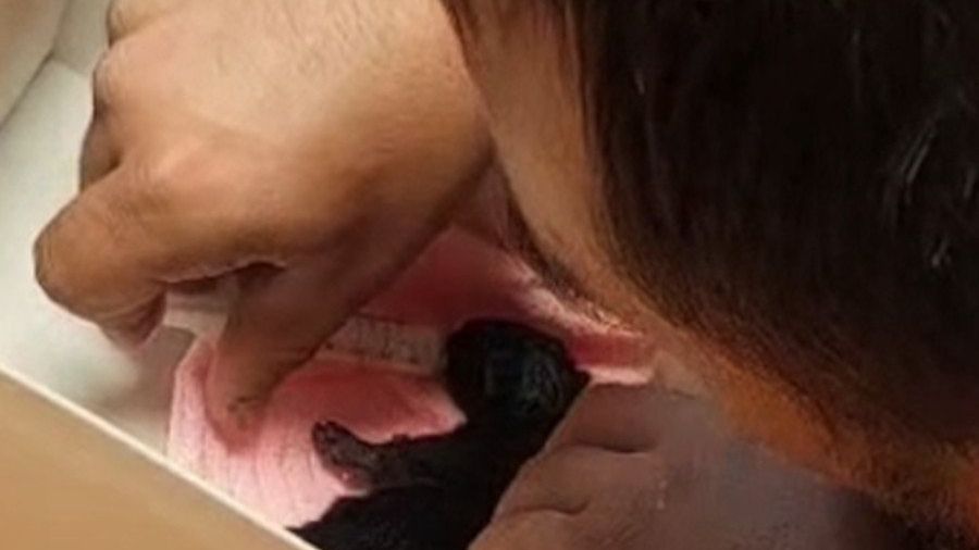 Kotek będzie miał nowy dom