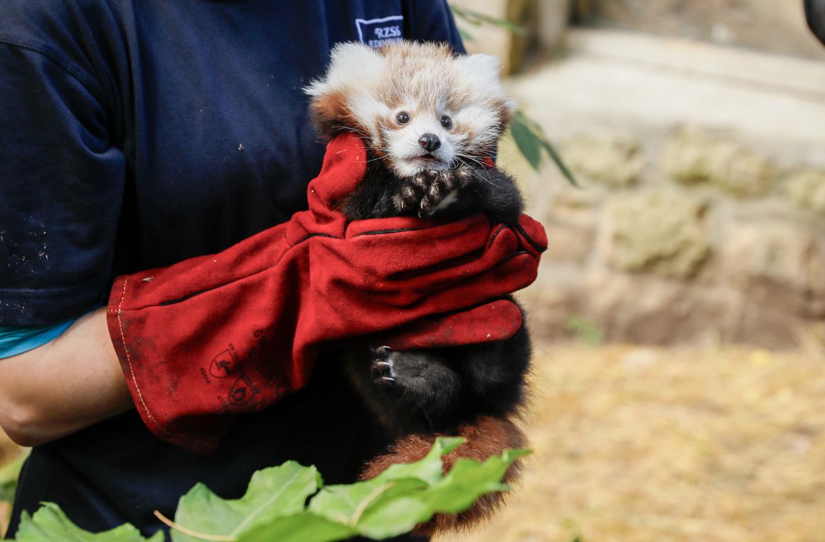 Fireworks debate reignited after panda's tragic zoo death
