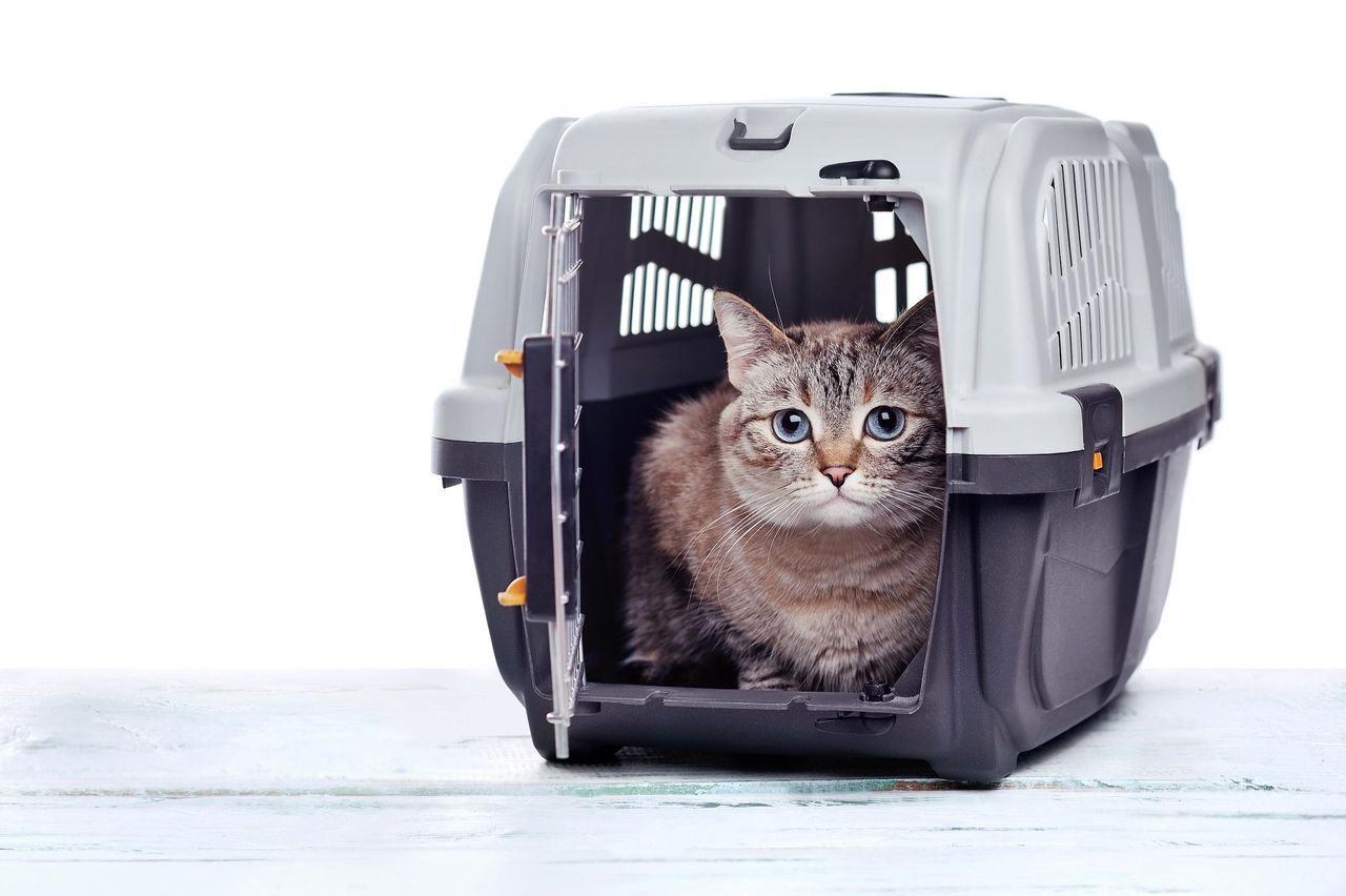 Prosty patent, by kot sam wszedł do transportera