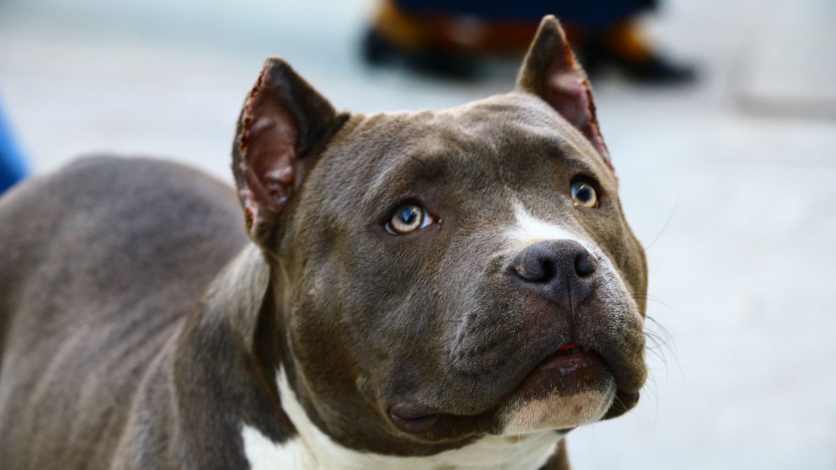 Zabił pitbulla na oczach właścicielki. Fot. Pixabay - zdjęcie ilustracyjne