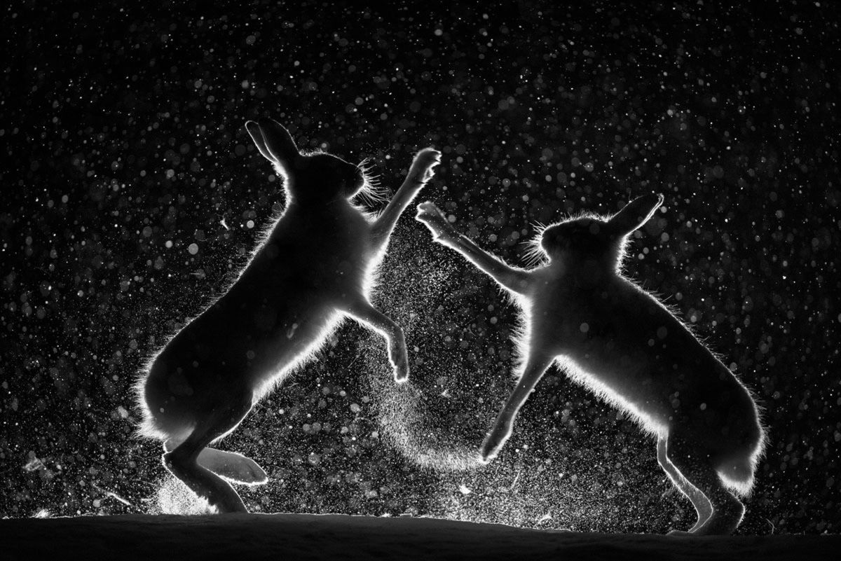 Oto najlepsze zdjęcia przyrodnicze z Europy. Zobaczcie fotografie zwycięzców konkursu GDT European Wildlife Photographer of the Year 2017 2
