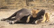 Lwica kontra bawół. Nagranie prosto z afrykańskiego safari