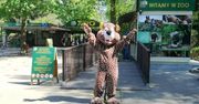 Poznań: ZDM zapowiada możliwe zmiany w organizacji ruchu w rejonie zoo. W jakiej sytuacji i na czym będą polegać?
