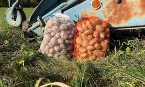 Nie tylko w Polsce. Kryzys ziemniaczany w Europie Zachodniej