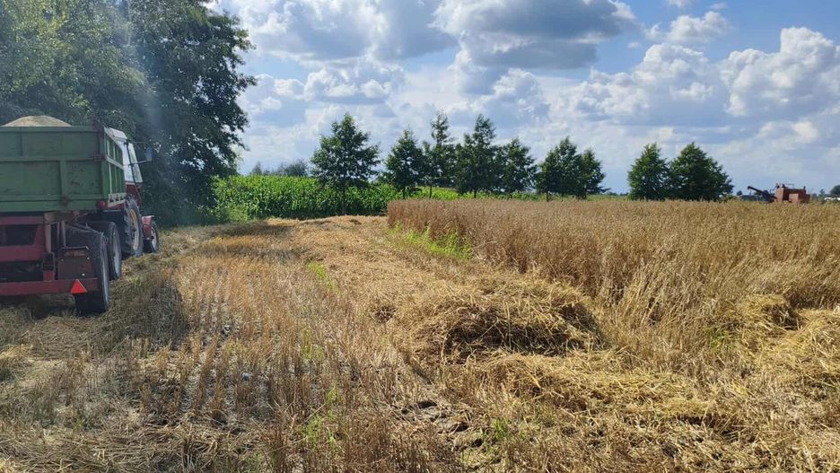 Kończą się żniwa 2025 w Wielkopolsce. Pogoda w kratkę, grzyb na pszenicy i niskie ceny w skupach. Rolnicy nie zarobią?