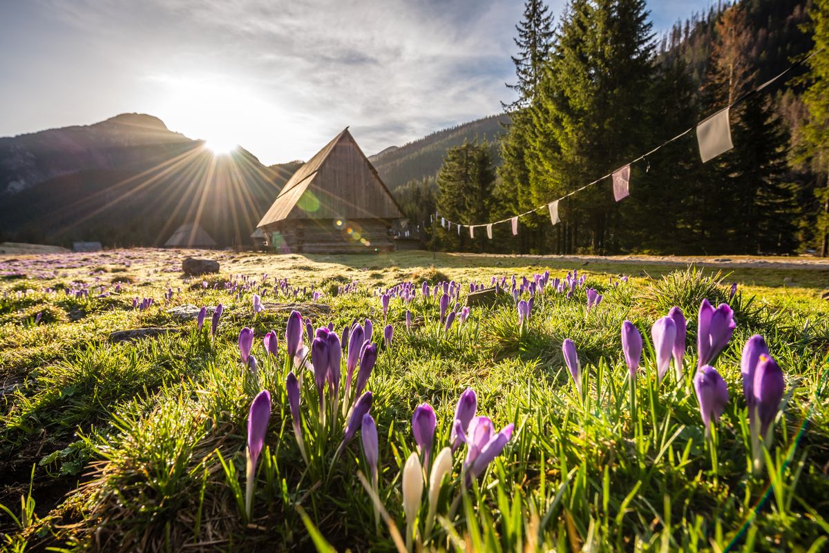 Dolina Chochołowska należy do najpiękniejszych w Tatrach