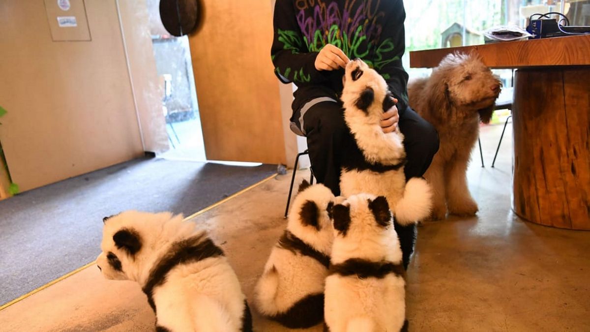 Oszukane pandy. Właściciele kawiarni chcieli mieć żywe maskotki
