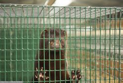 Koronawirus. Francja. Ognisko wirusa na jednej z ferm norek