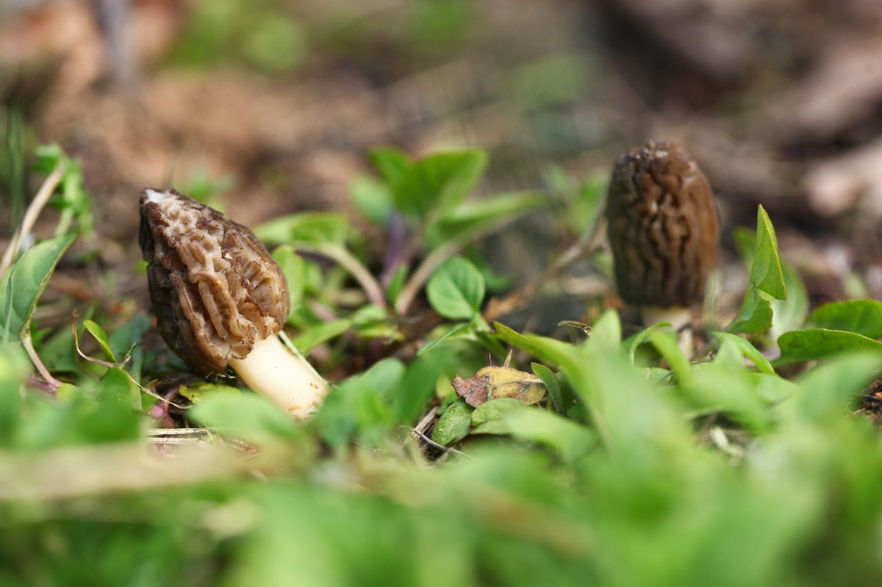 Wyjątkowe okazy. Są symbolami wiosny