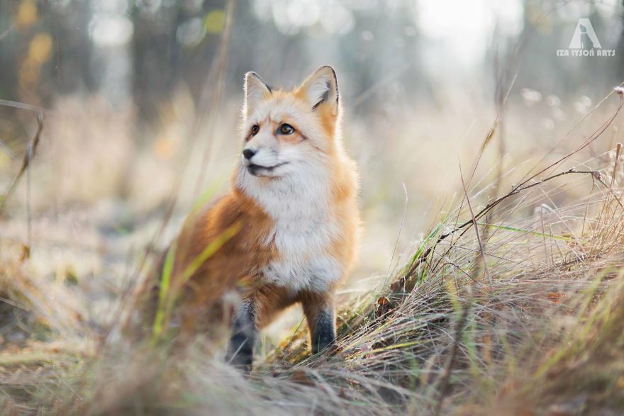 Od pupili do dzikich zwierząt. Iza Łysoń fotografuje piękną lisicę, a jej zdjęcia podbijają internet 18