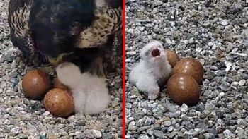 Sensacja na PKiN. W gnieździe pojawił się pierwszy maluch