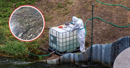 Problem wraca jak bumerang. Na Śląsku wprowadzono zakaz