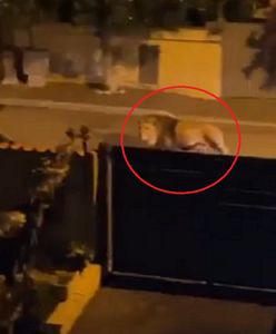 Lew uciekł z cyrku. Nagranie z Włoch trafiło do sieci