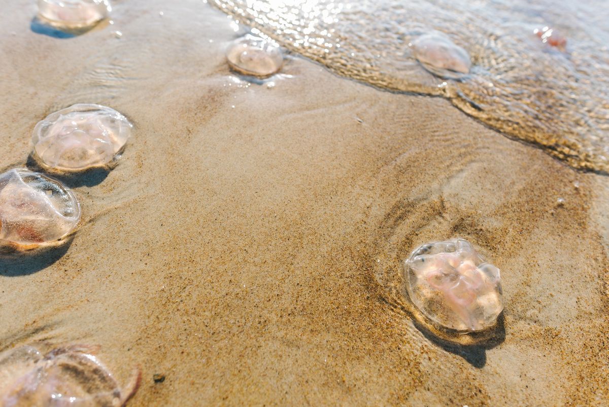 Meduzy na plaży nad Bałtykiem