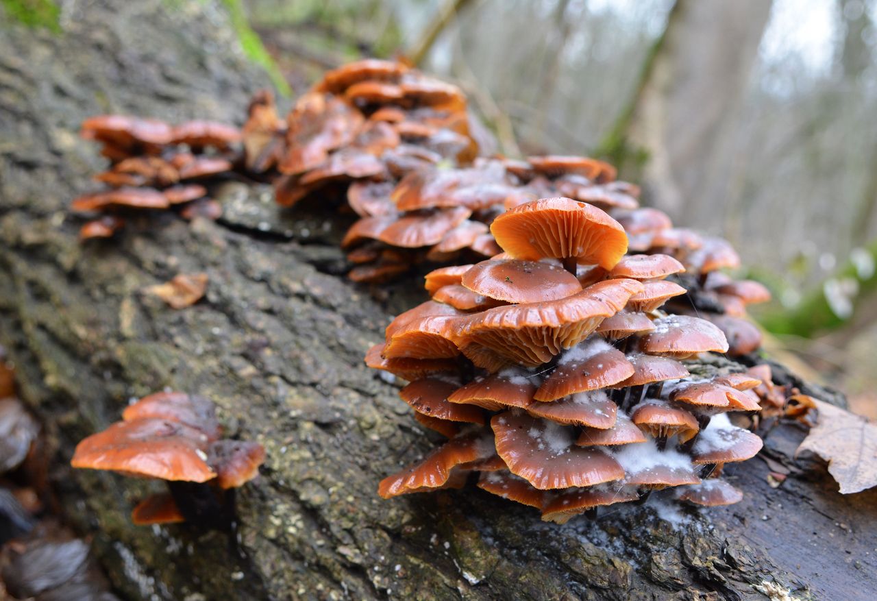 Najlepsi grzybiarze nie czekają do jesieni. Jadalne grzyby są już w lasach i smakują lepiej niż opieńki
