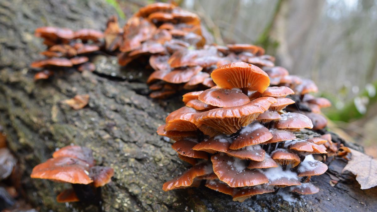 Flammulina velutipes winter mushrooms growing in the wild on an old tree trunk
Orest Lyzhechka
flammulina, winter mushroom, honey agarics winter mushrooms, honey agarics, flammulina velutipes, collybia velutipes, fungi, edible, nature, winter, mushroom, wild, fungus, forest, closeup, group, wood, season, cap, healthy, orange, food, plant, delicious, velutipes, tree, natural, enoki, background, stem, shank, ingredient, enokitake, tasty, cold, frozen, lamellar, antioxidants, velvet shank, wood mushroom, mushrooming, winter mushrooms, winter fungus, deciduous, mushrooms, wild growing, edible mushroom, dead tree, trunk, flammulina, winter mushroom, honey agarics winter mushrooms, honey agarics, flammulina velutipes, collybia velutipes, fungi, edible, nature, winter, mushroom, wild, fungus, forest, closeup, group, wood, season, cap, healthy, orange, food, plant, delicious, velutipes, tree, natural, enoki, background, stem, shank, ingredient, enokitake, tasty, cold, frozen, lamellar, antioxidants, velvet shank, wood mushroom, mushrooming, winter mushrooms, winter fungus, deciduous, mushrooms, wild growing, edible mushroom, dead tree, trunk