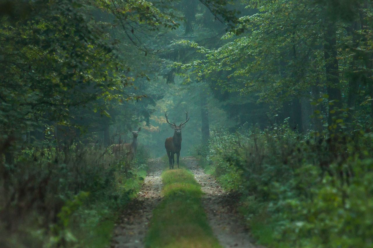 Włochów fascynuje m.in. także Puszcza Białowieska 