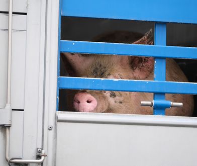 Gorzów Wielkopolski. Ciężarówka wypadła z drogi. Trwa ratowanie świń. "Dramatyczny widok"