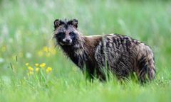 Alert RCB w Białymstoku. Wykryto ognisko wścieklizny