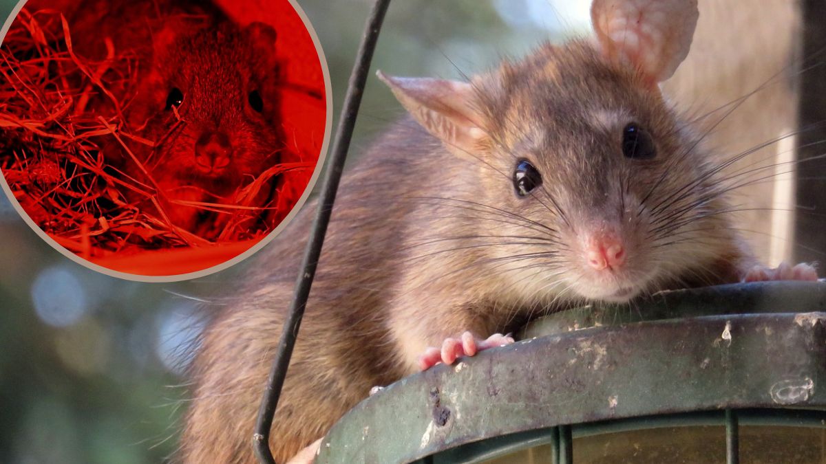 Nowy nabytek w poznańskim zoo