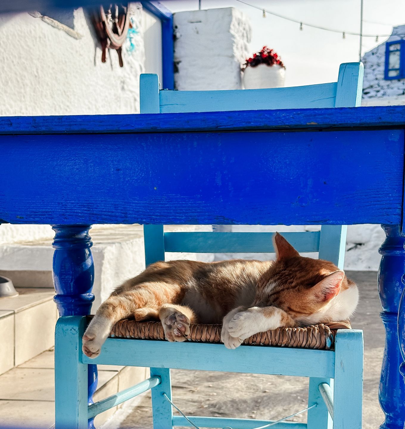 Koty to stali bywalcy każdej greckiej wyspy