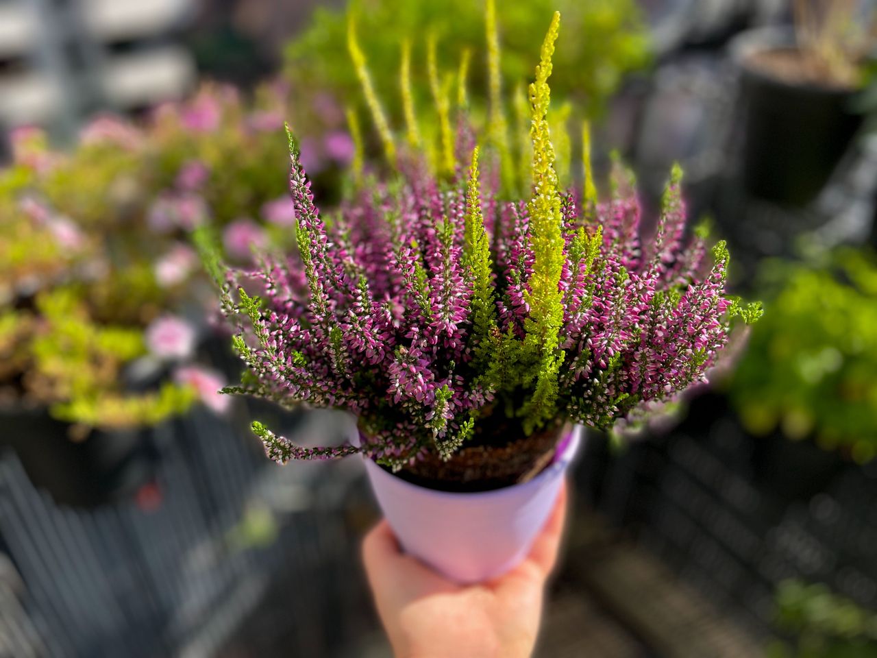 Lublin: Jesień w kolorze wrzosów i kapusty. Nowe kwiaty na placach