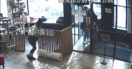 Chciała ukraść z kawiarni kota. Nagranie hitem sieci