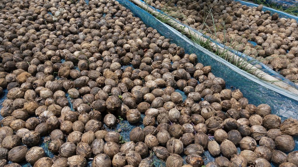 Orzechy arekowe są podstawowym składnikiem używki o nazwie betel