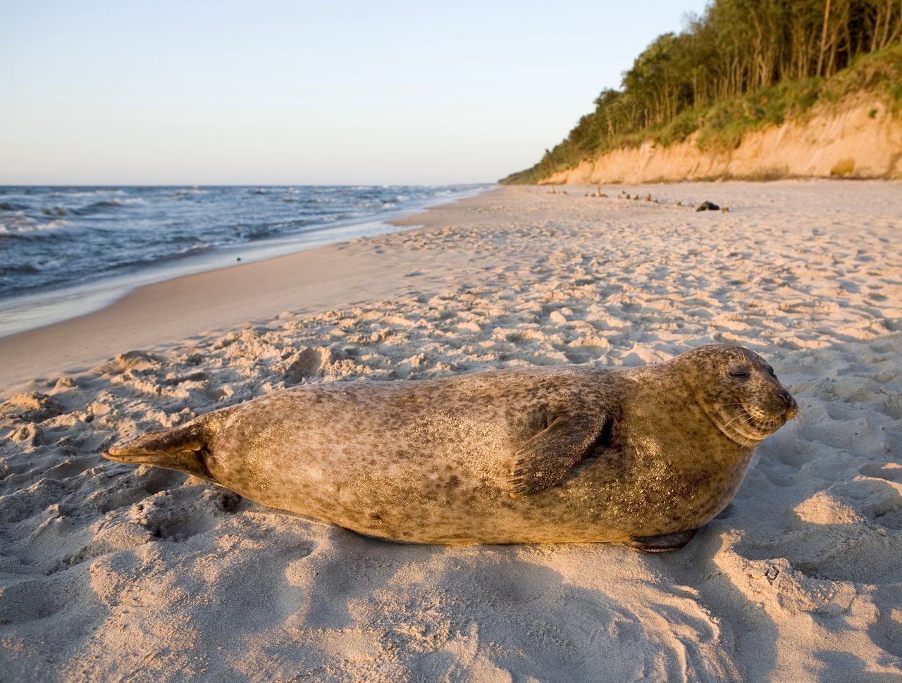 Wakacje 2020. Turyści fotografują foki na plaży, zamiast dać im spokój