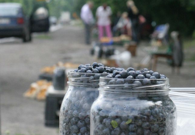 Ceny jagód leśnych wyjątkowo wysokie. Sprzedawcy bezradnie rozkładają ręce: pogoda i 500+