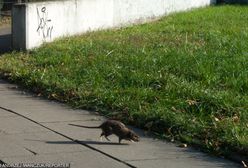 Szczury w Warszawie. Prawdziwa plaga. Mieszkańcy przerażeni